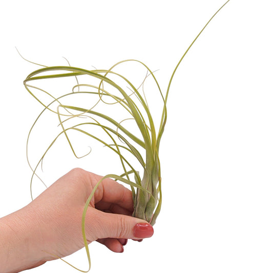 Tillandsia balbisiana airplant