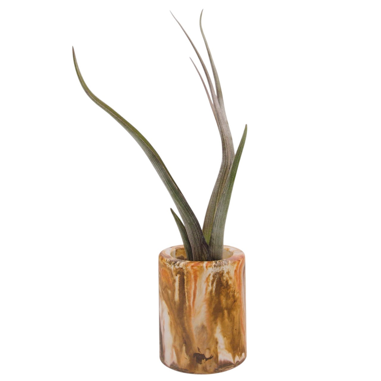 tillandsia pseudo-baileyi
