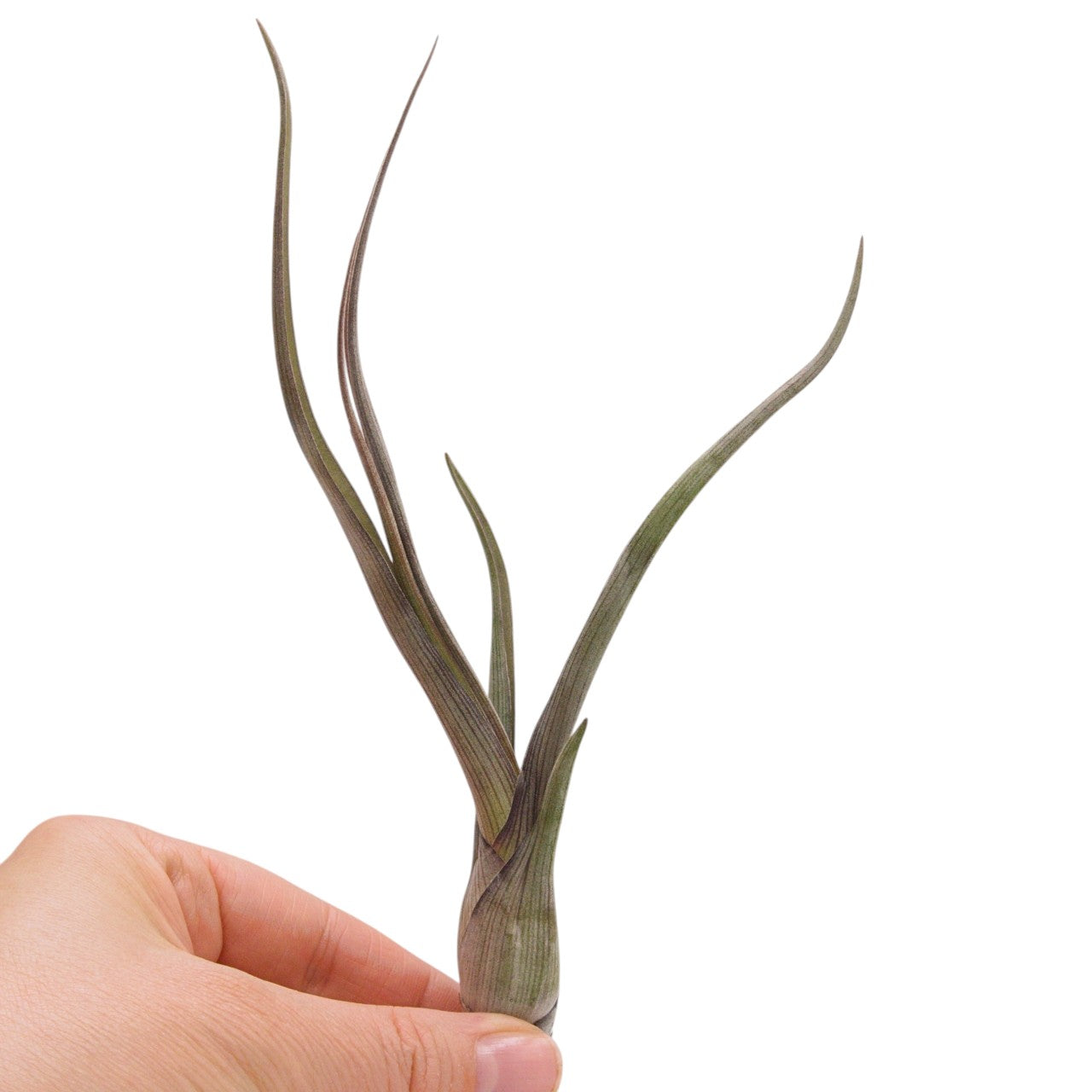 tillandsia pseudo-baileyi