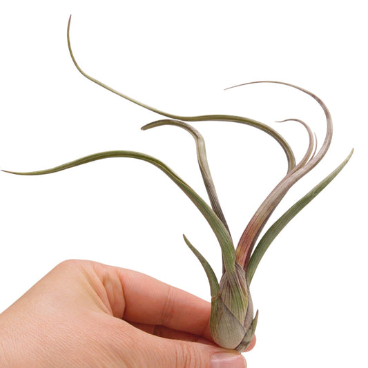 tillandsia pseudo-baileyi