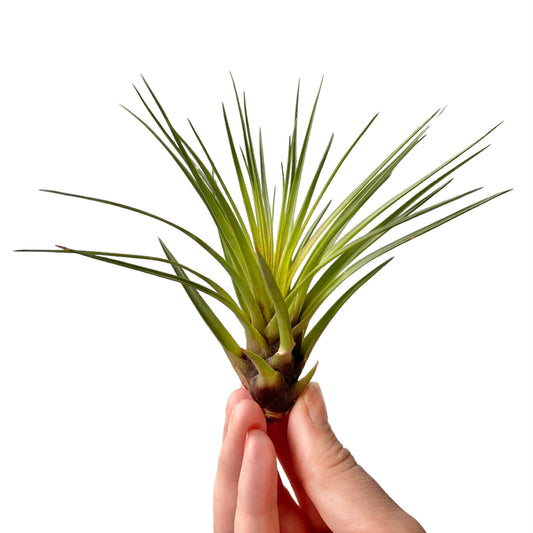 Tillandsia Tricolor Melanocrater Airplant