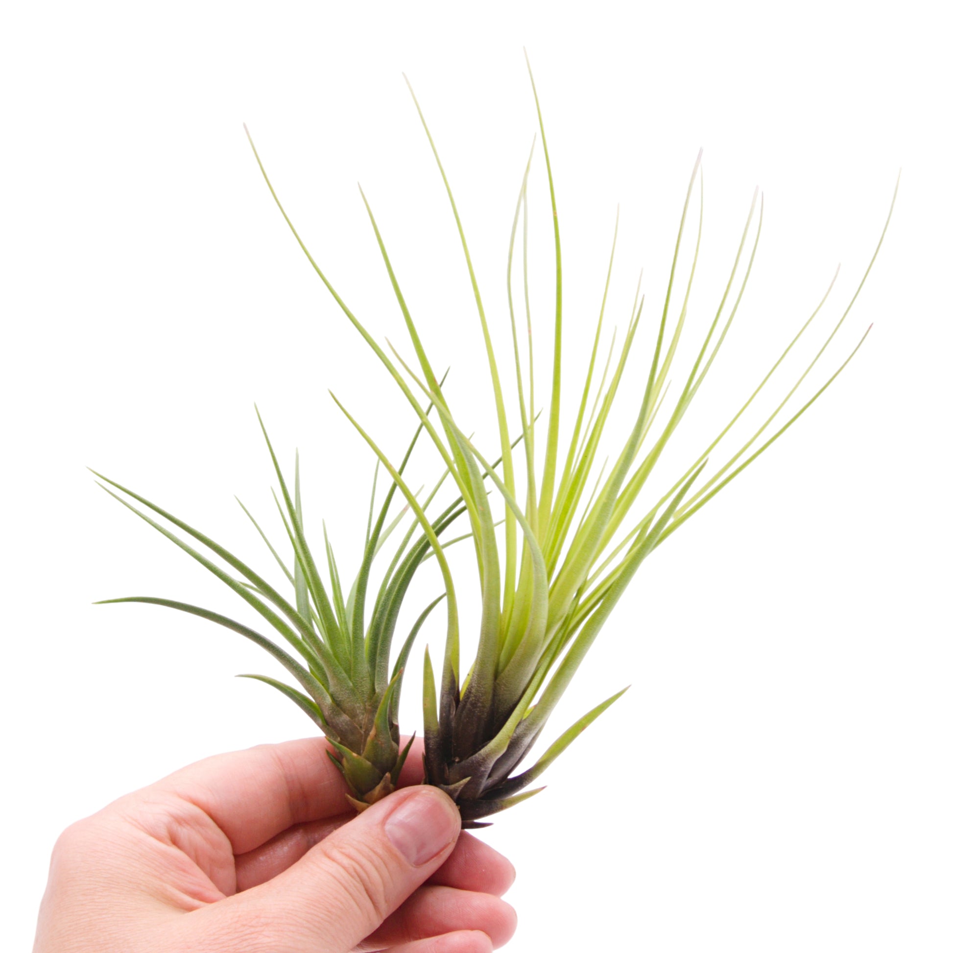 Tillandsia Tricolor Melanocrater Airplant