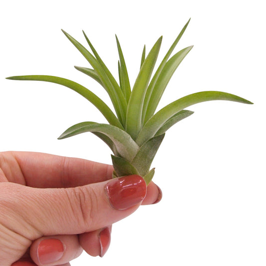 Tillandsia Velutina Airplant