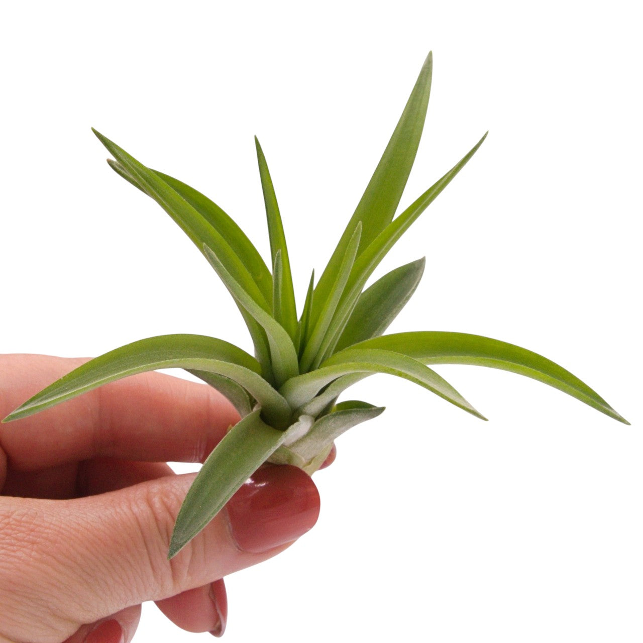Tillandsia Velutina Airplant
