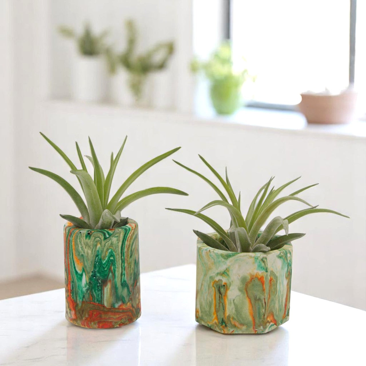 Tillandsia Velutina Airplant