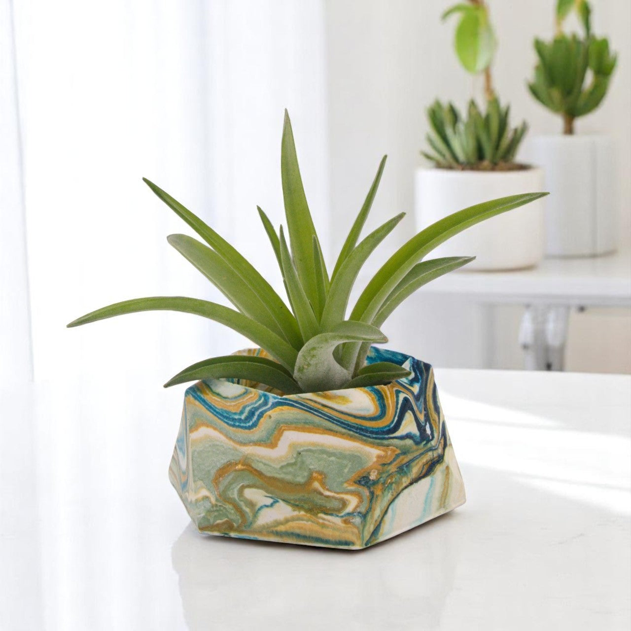 Tillandsia Velutina Airplant