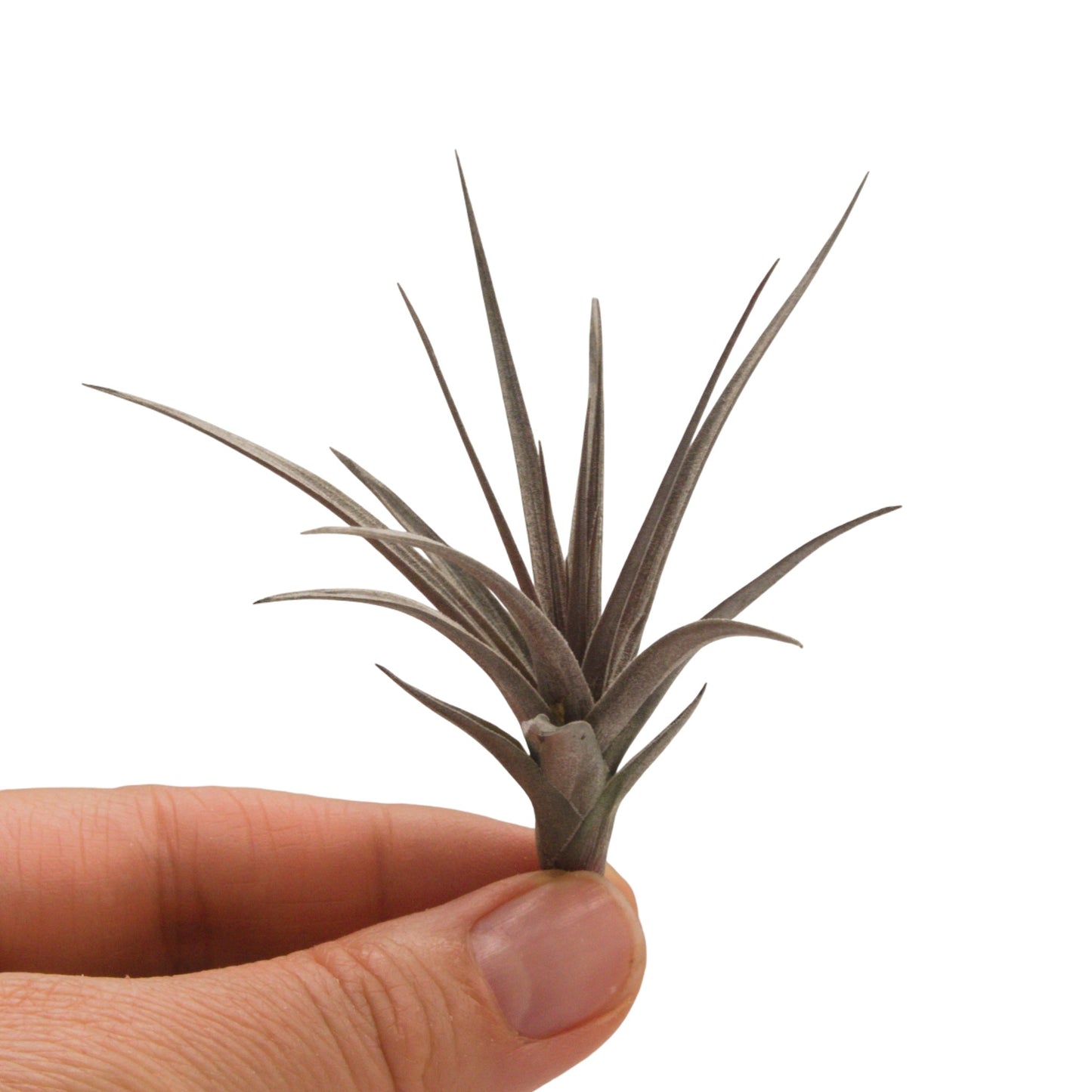 airplant aeranthos amethyst