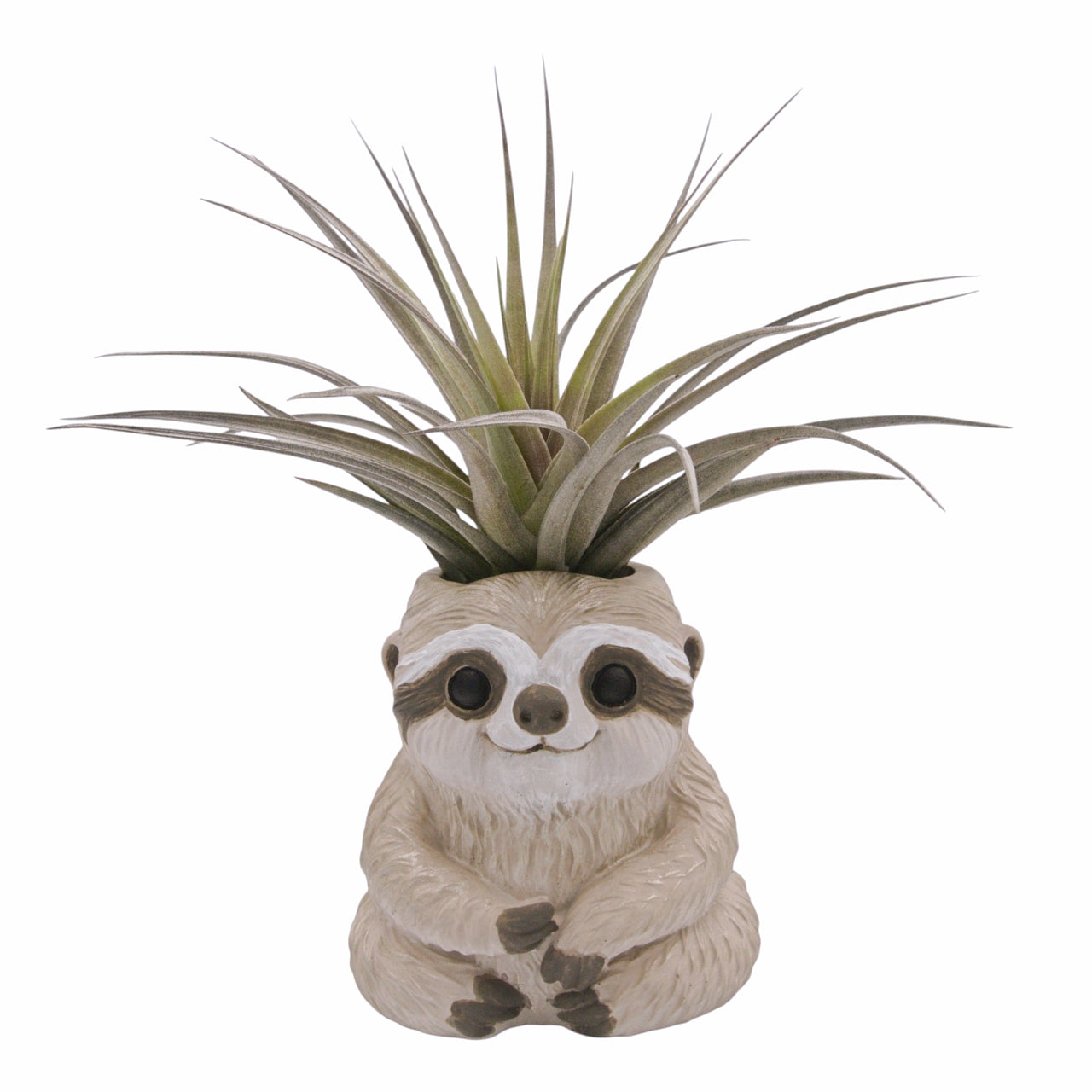 Tillandsia Aeranthos Negra – Plant Babies Terrariums