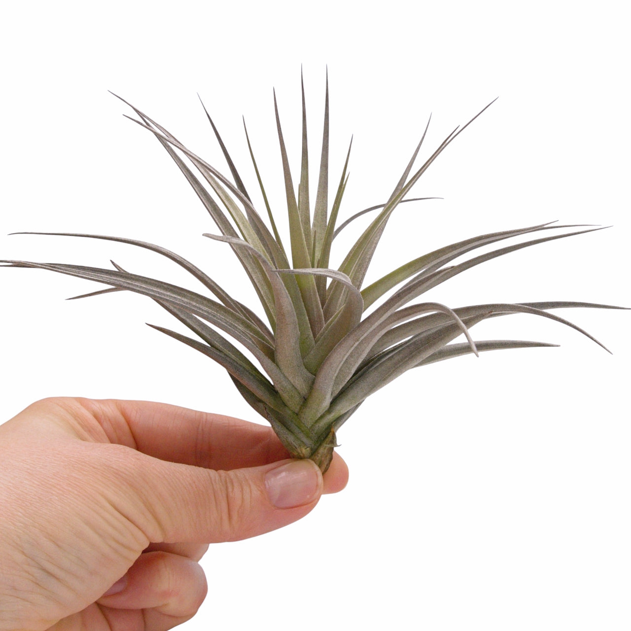 Tillandsia Aeranthos Negra – Plant Babies Terrariums