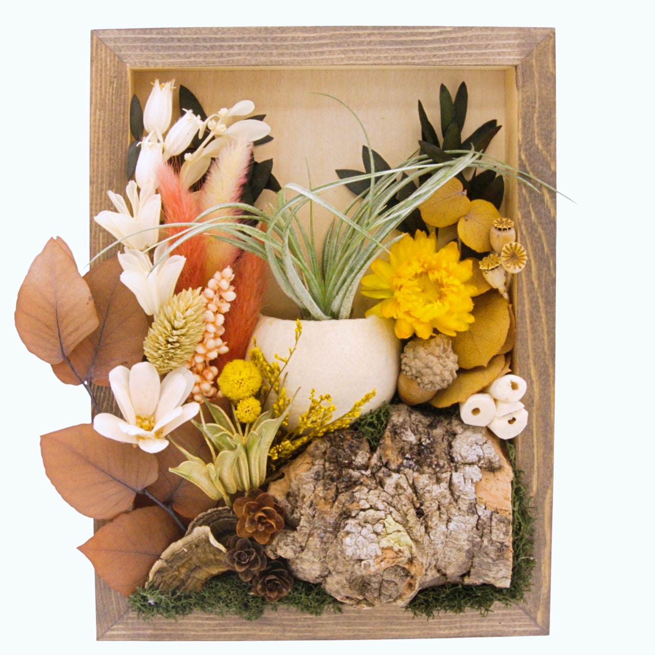 Airplant Landscape Frames - Coral Colours