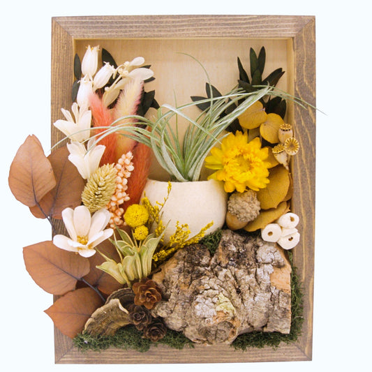 Airplant Landscape Frames - Coral Colours