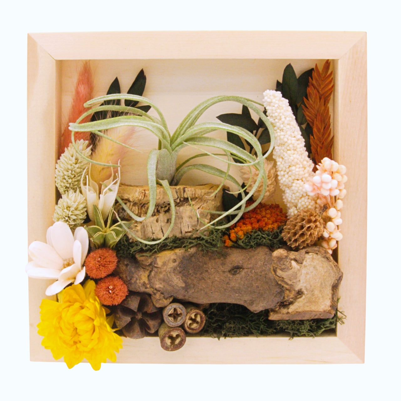 Airplant Landscape Frames - Coral Colours