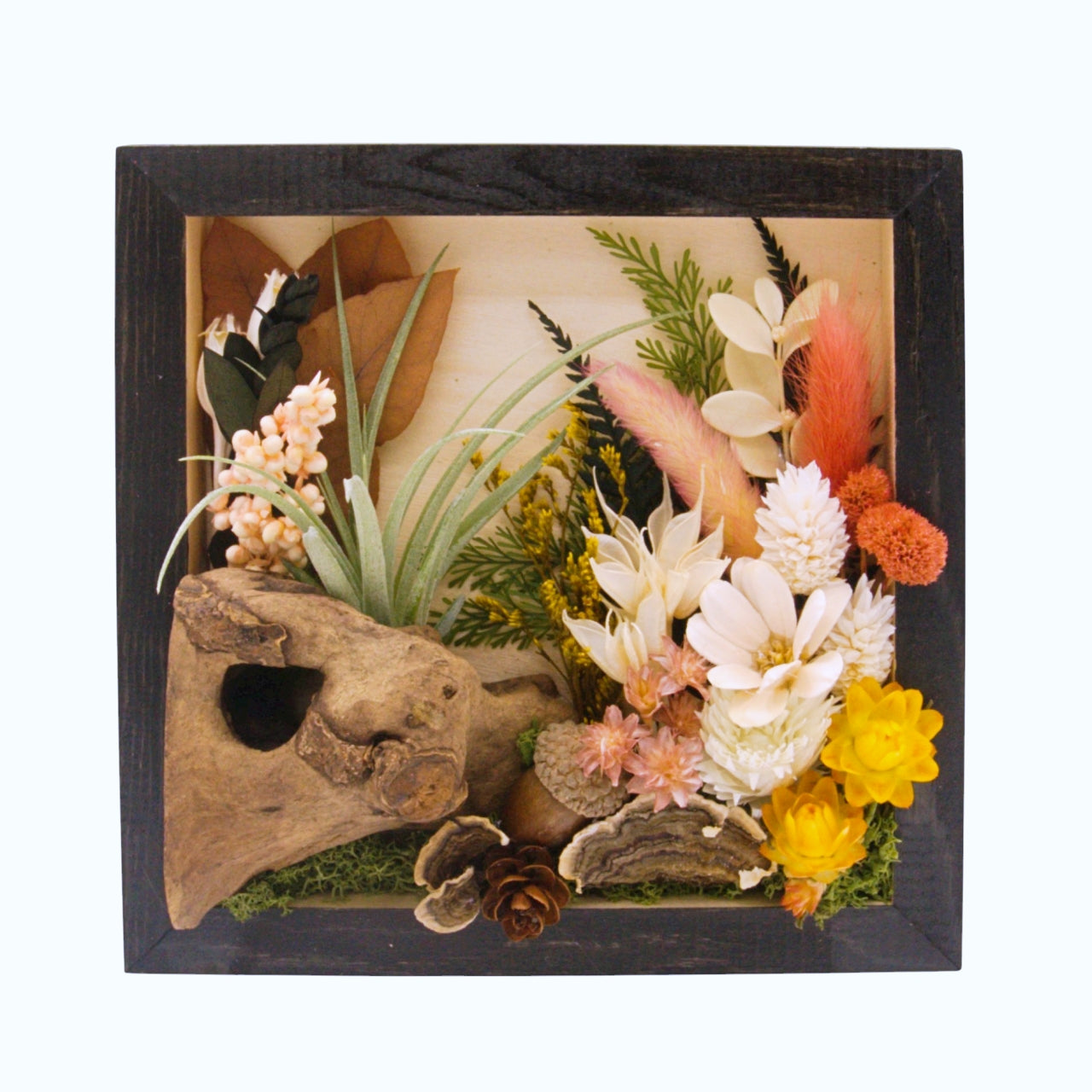 Airplant Landscape Frames - Coral Colours