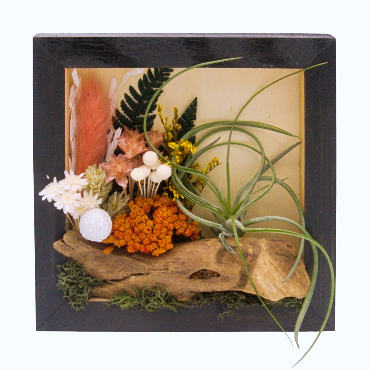 Airplant Landscape Frames - Coral Colours