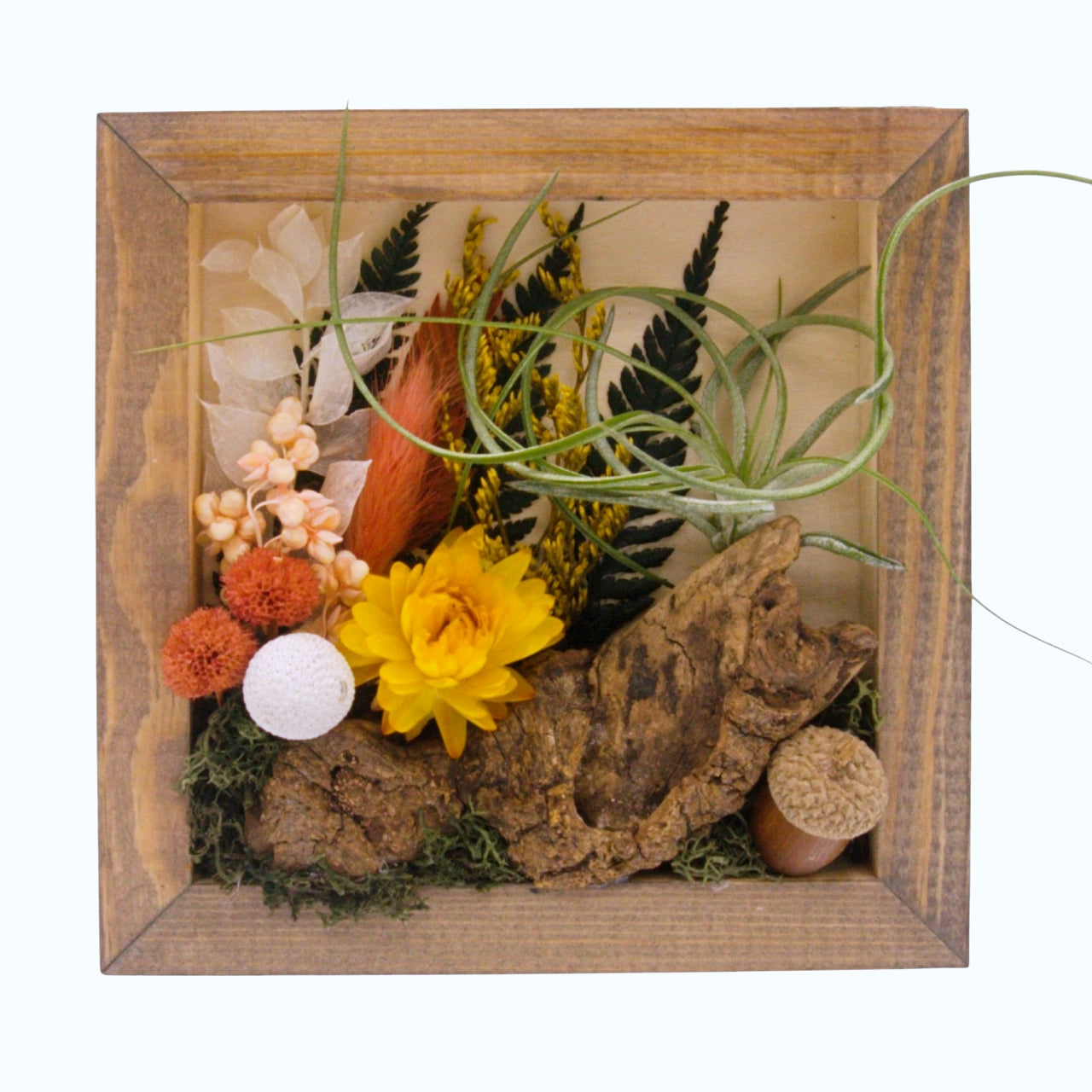 Airplant Landscape Frames - Coral Colours