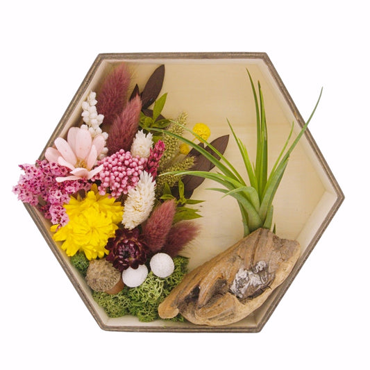 Airplant Landscape Frames - Hexagon Pink