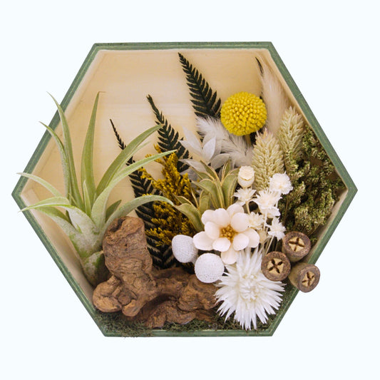 Jardin Muraux de plantes aériennes - Hexagone cadres verts