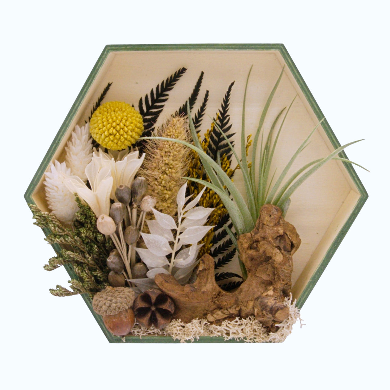 Jardin Muraux de plantes aériennes - Hexagone cadres verts