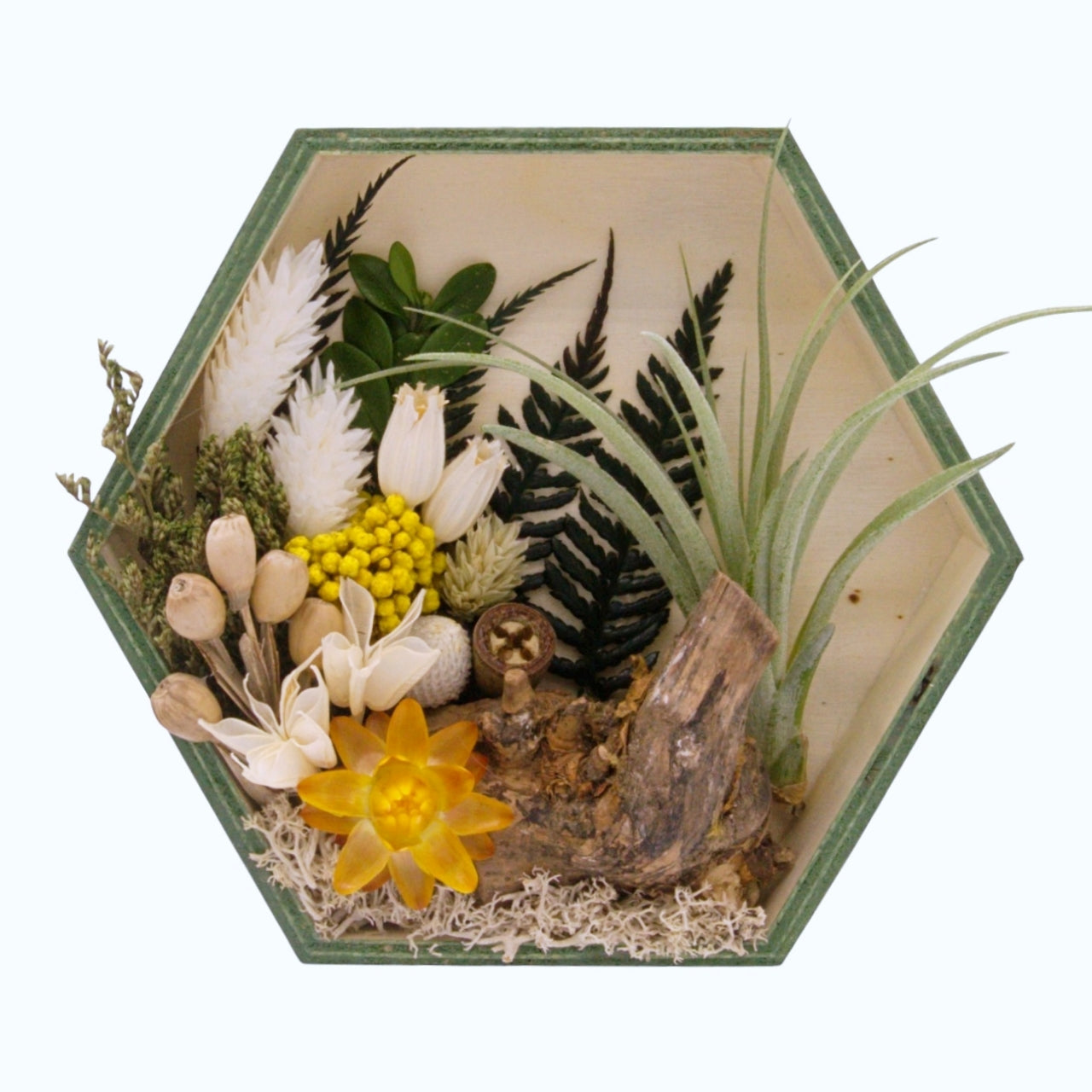 Jardin Muraux de plantes aériennes - Hexagone cadres verts