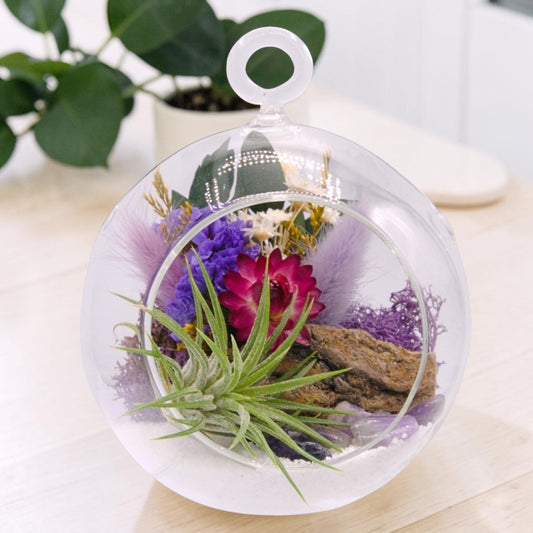 Airplant Bubble Terrarium Small - Amethyst