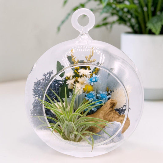 Airplant Bubble Terrarium Small - Blue calcite