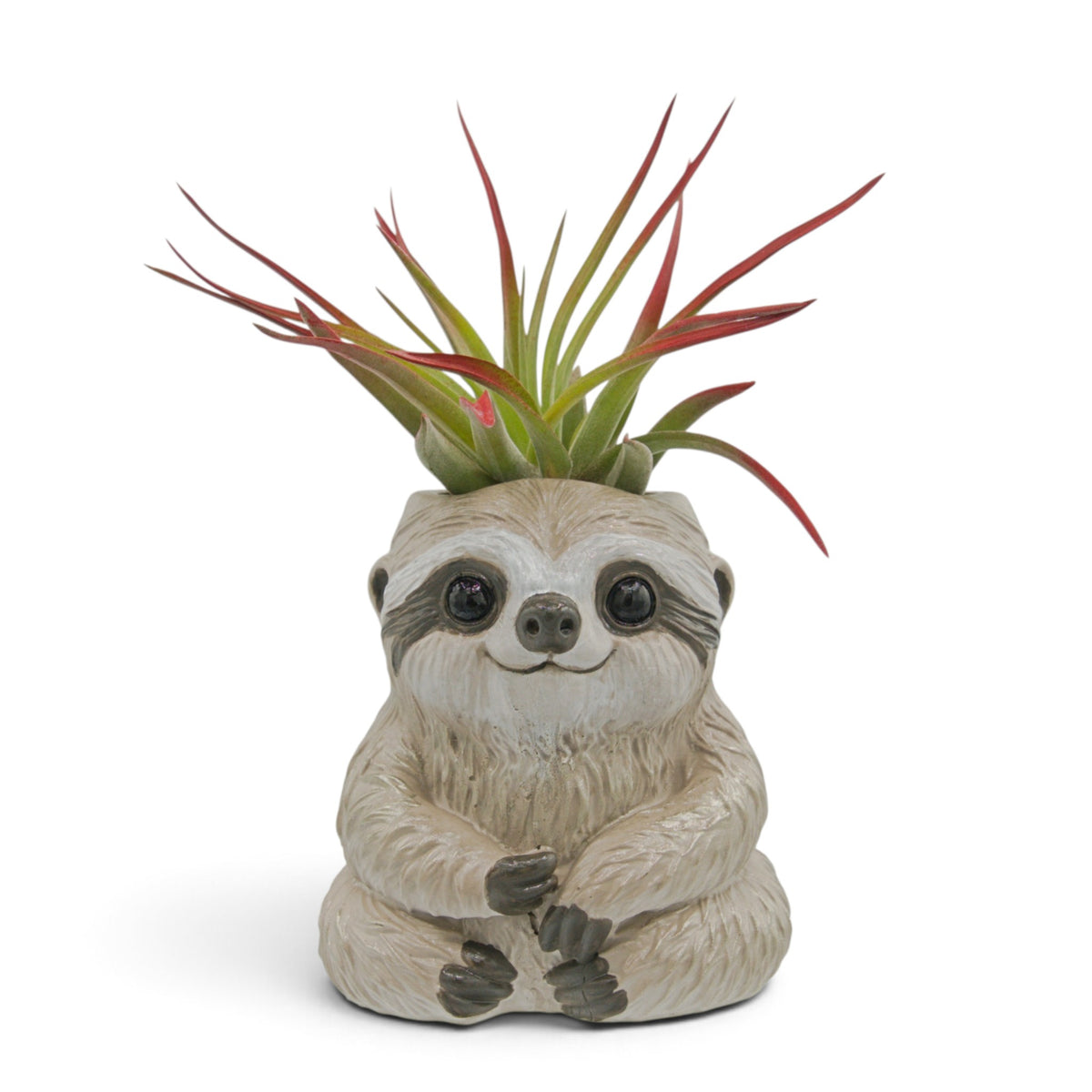 Tillandsia air plant called Velutina with soft fuzzy leaves.  The tips of the leaves have been painted a non-toxic red dye. Sitting in a hand-made hydrostone sloth pot.