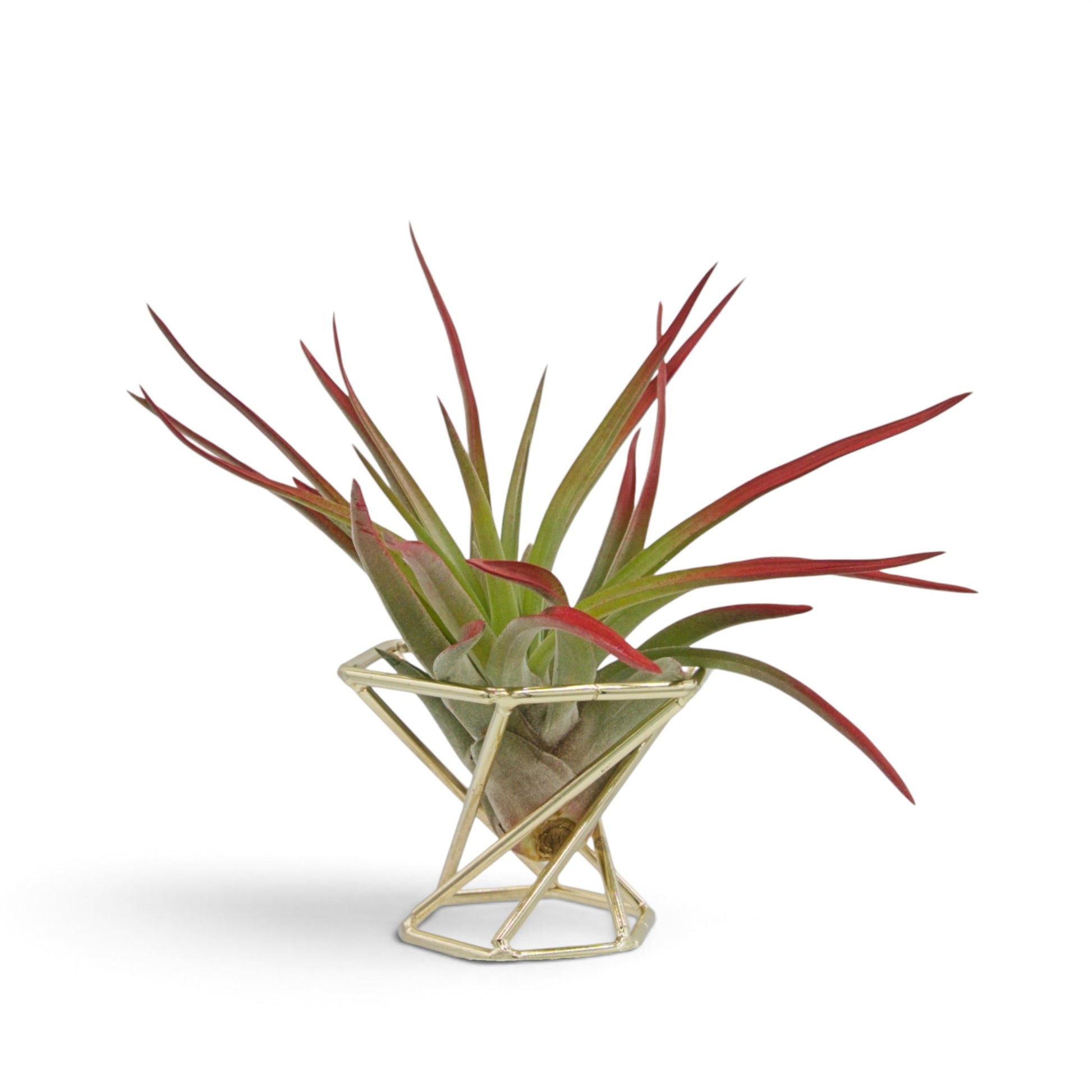 Tillandsia air plant called Velutina with soft fuzzy leaves.  The tips of the leaves have been painted a non-toxic red dye.