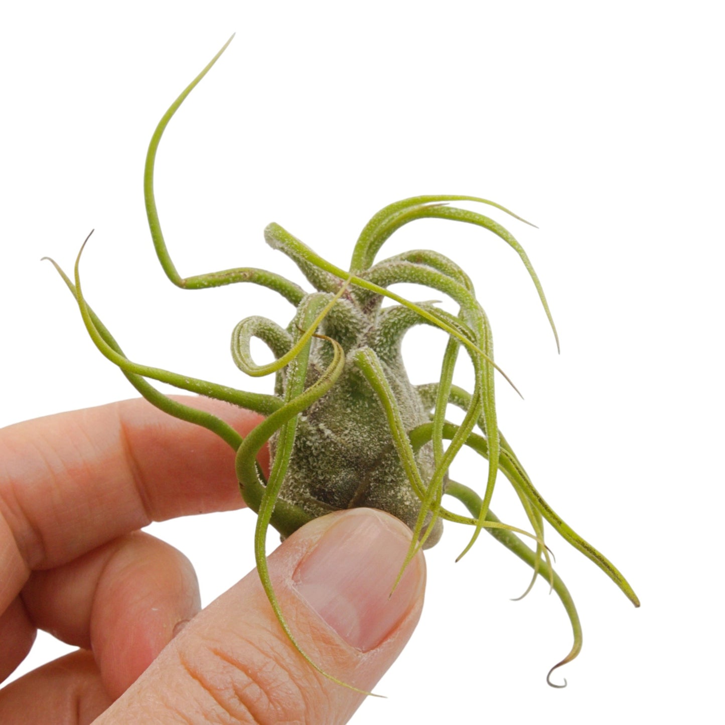 Tillandsia Pruinosa Guatemala