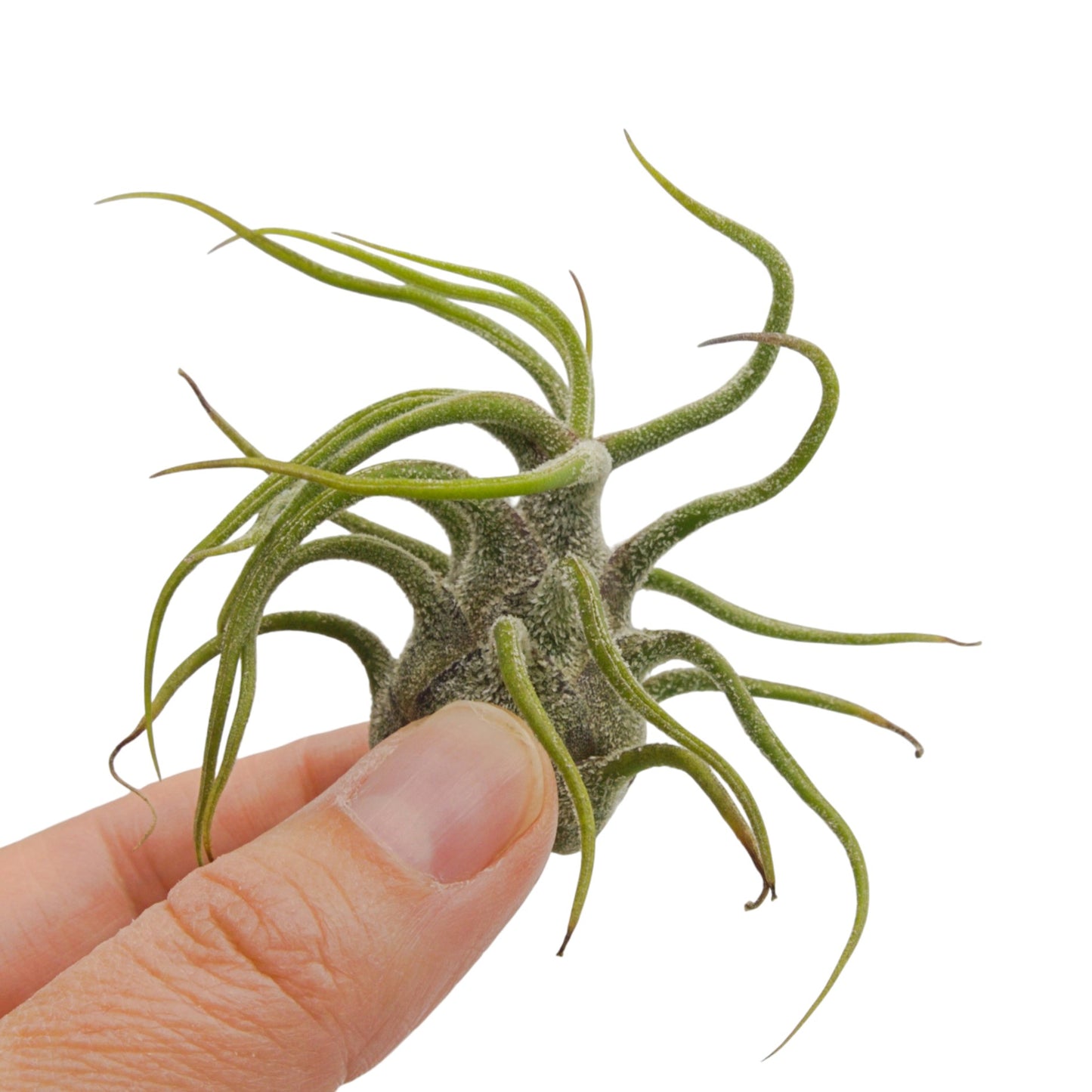 Tillandsia Pruinosa Guatemala