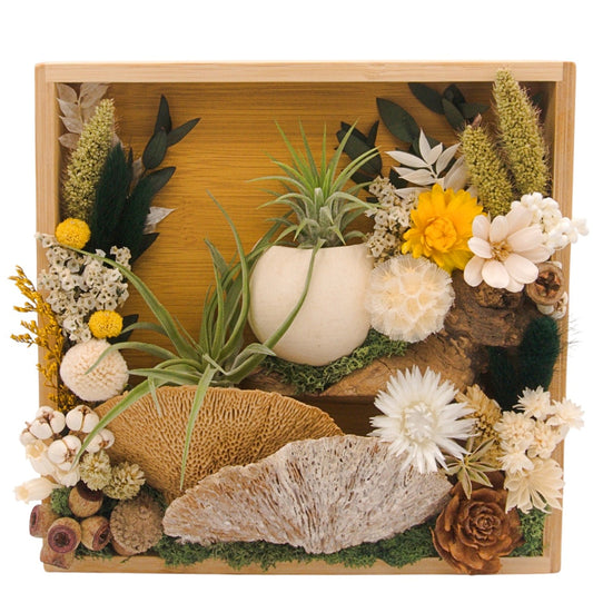 Airplant Landscape Frames - 8x8