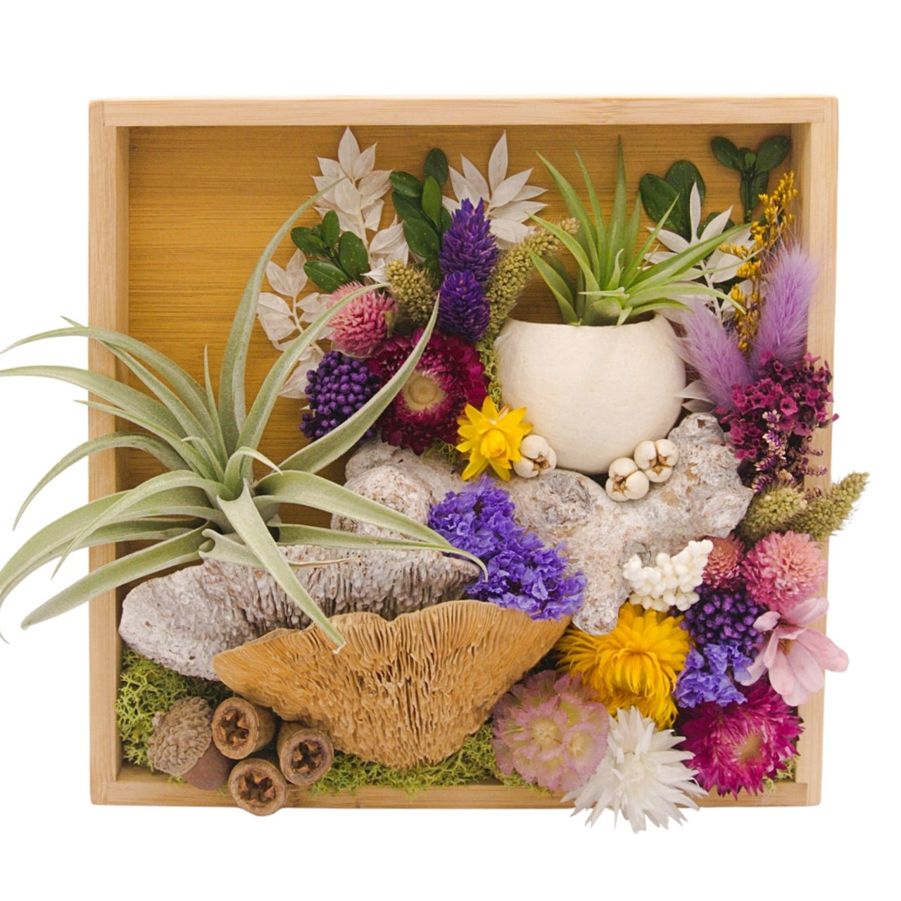 Airplant Landscape Frames - 8x8