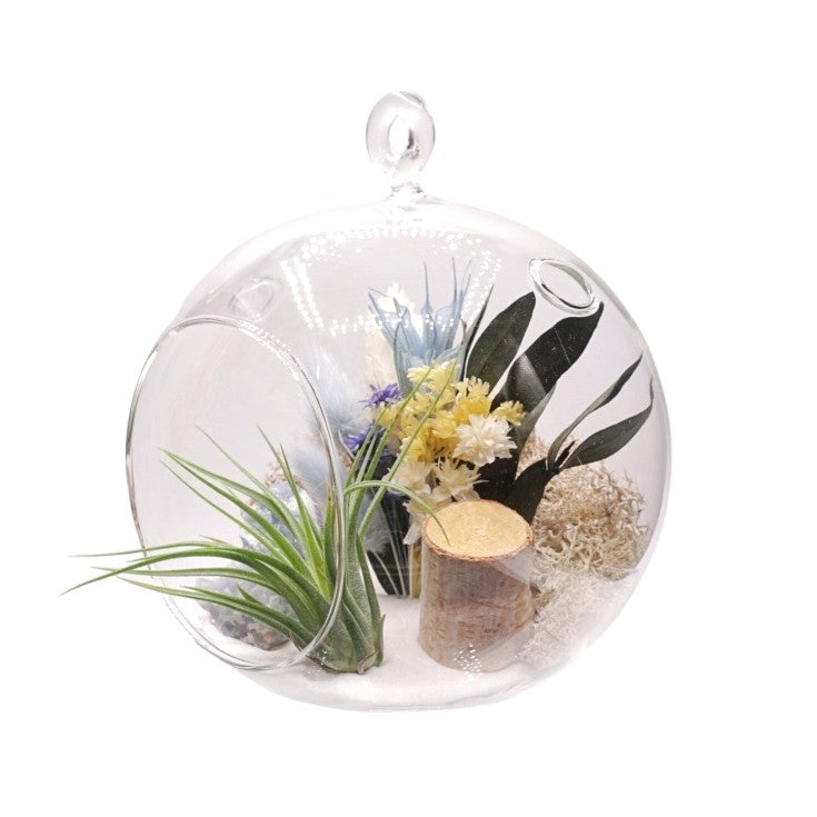 Terrarium à bulle avec une plante aérienne et des cristaux de calcite bleue.