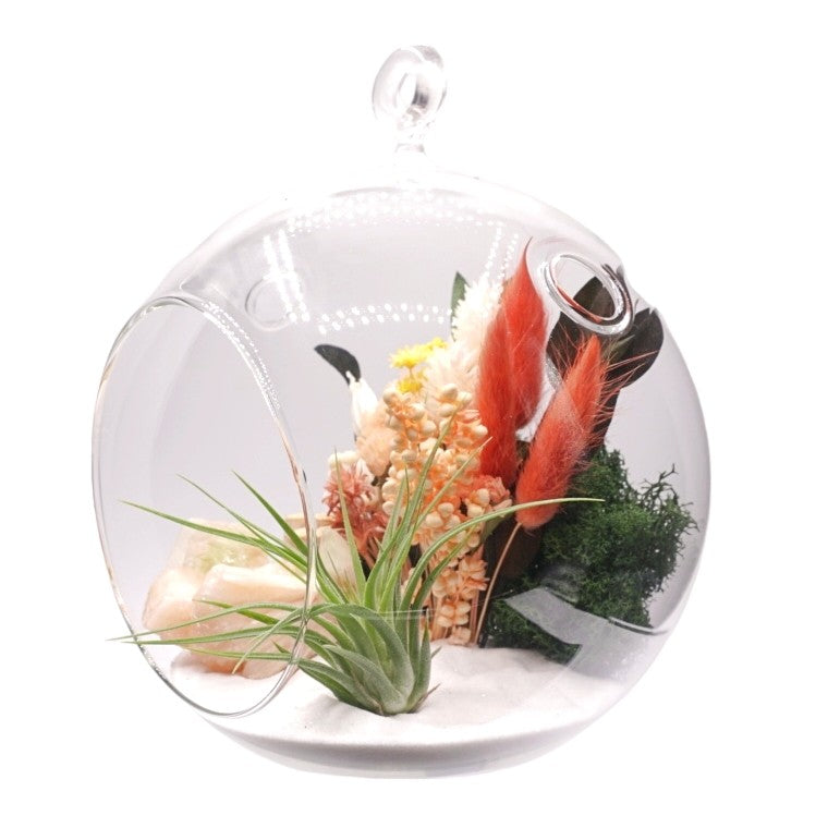 Terrarium à bulle avec une plante aérienne et un cristal de stilbite