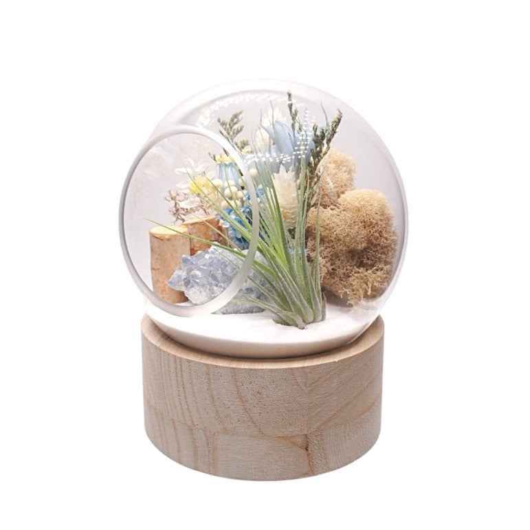 Terrarium à bulle moyen pour plante aérienne avec base en bois et celestite