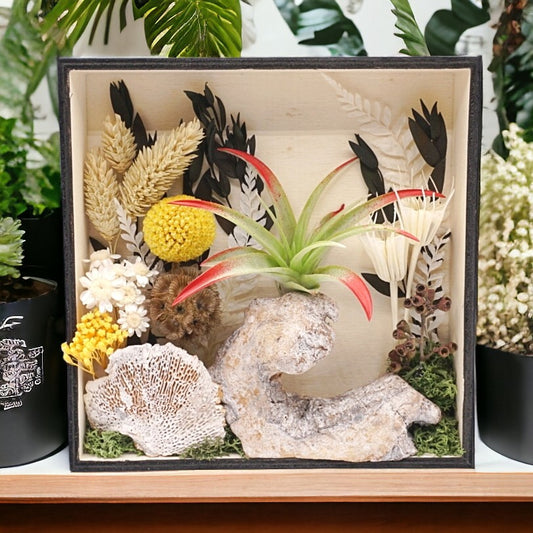 Airplant Art Frames - Black Square Natural Flowers