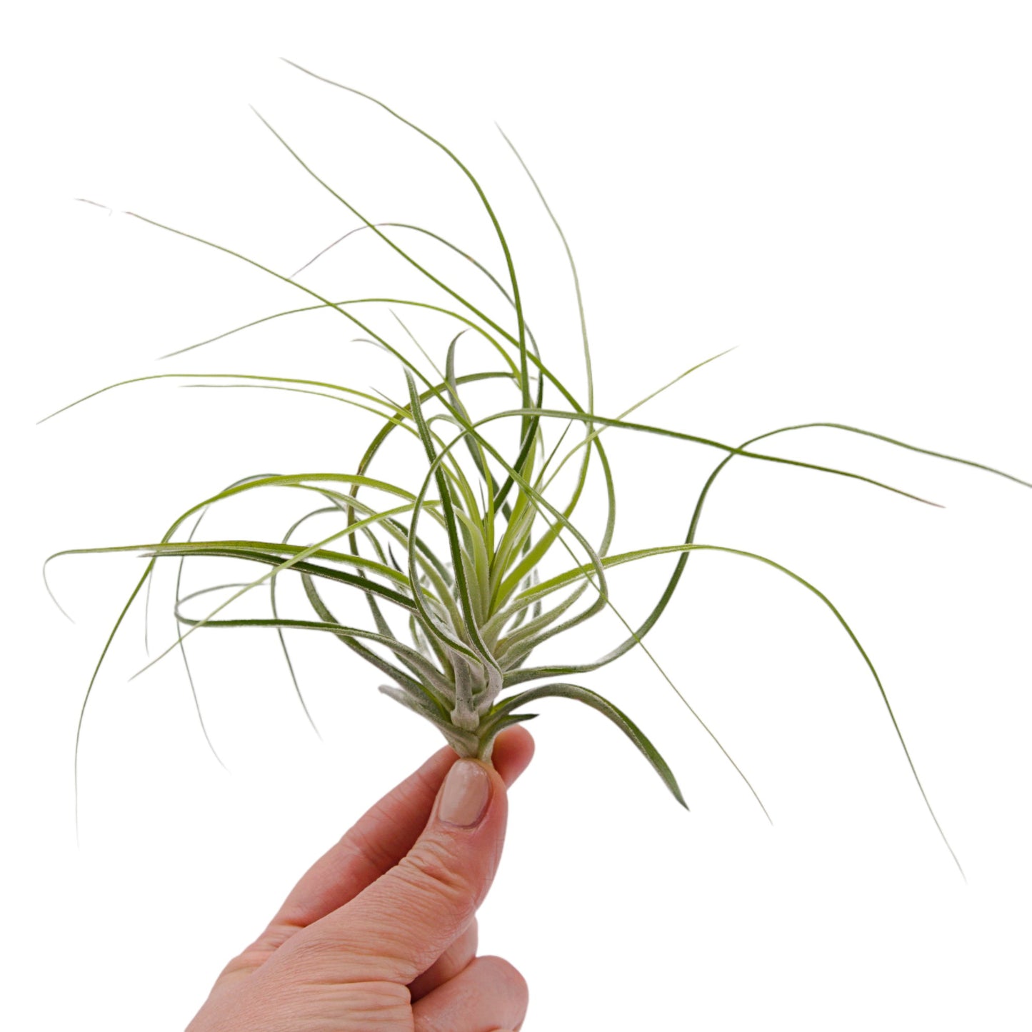 Tillandsia Stricta