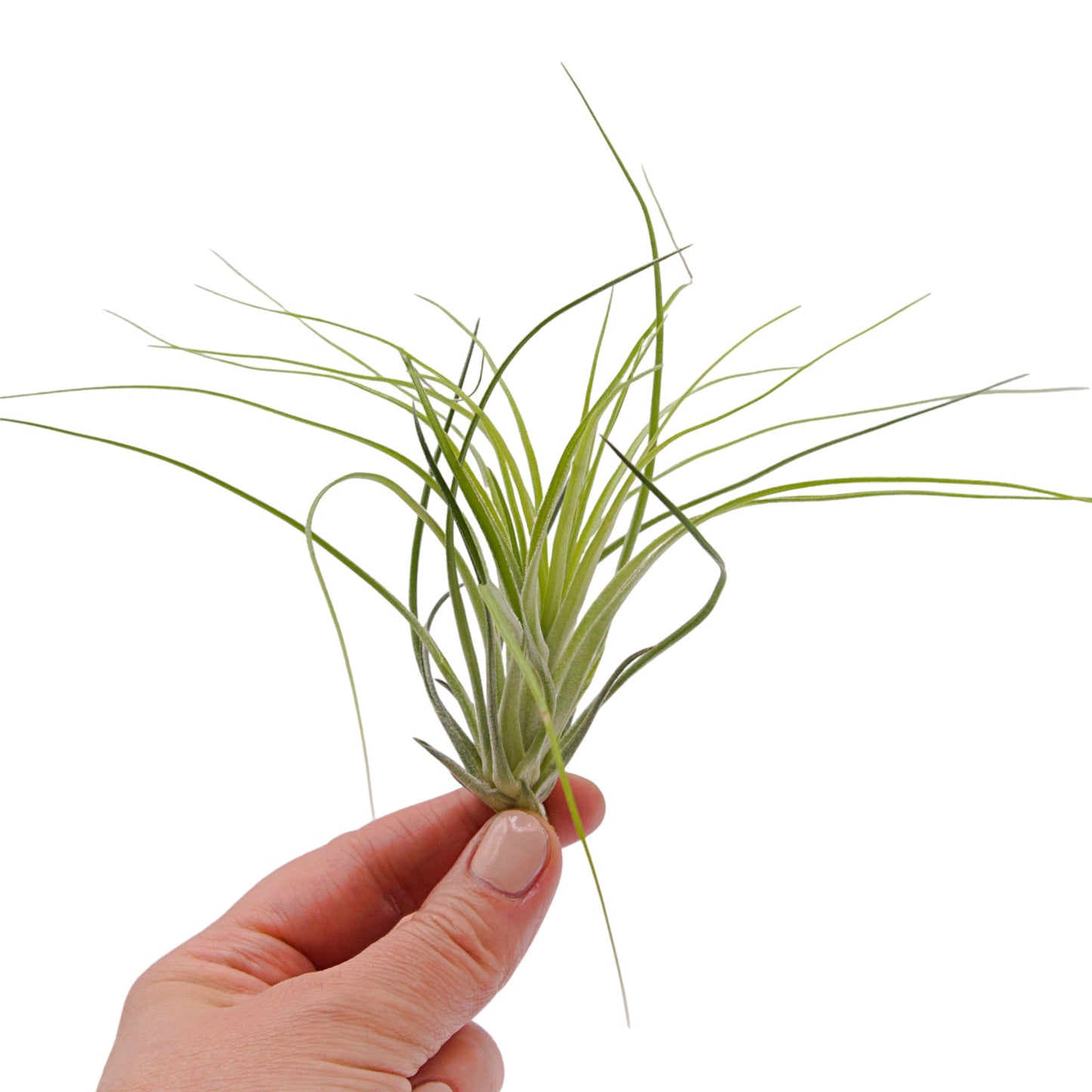 Tillandsia Stricta