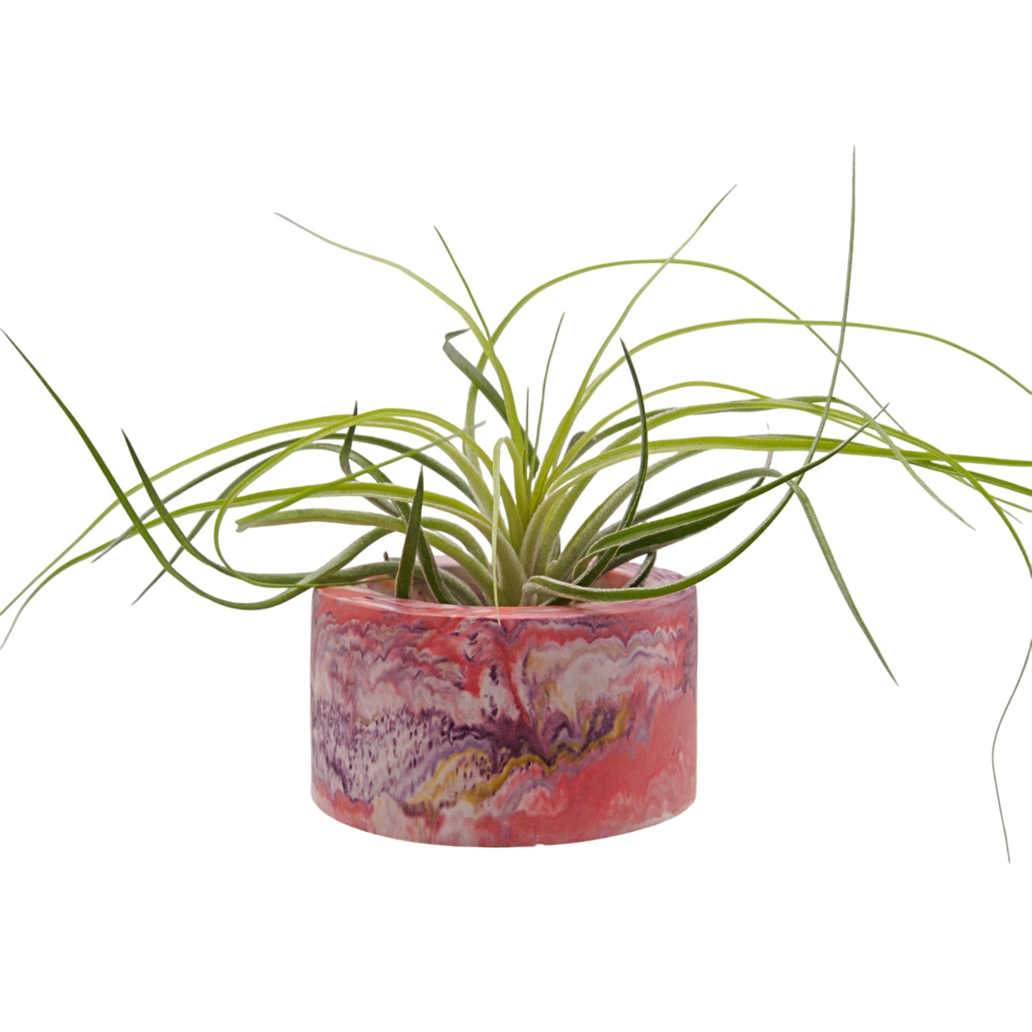 Tillandsia Stricta