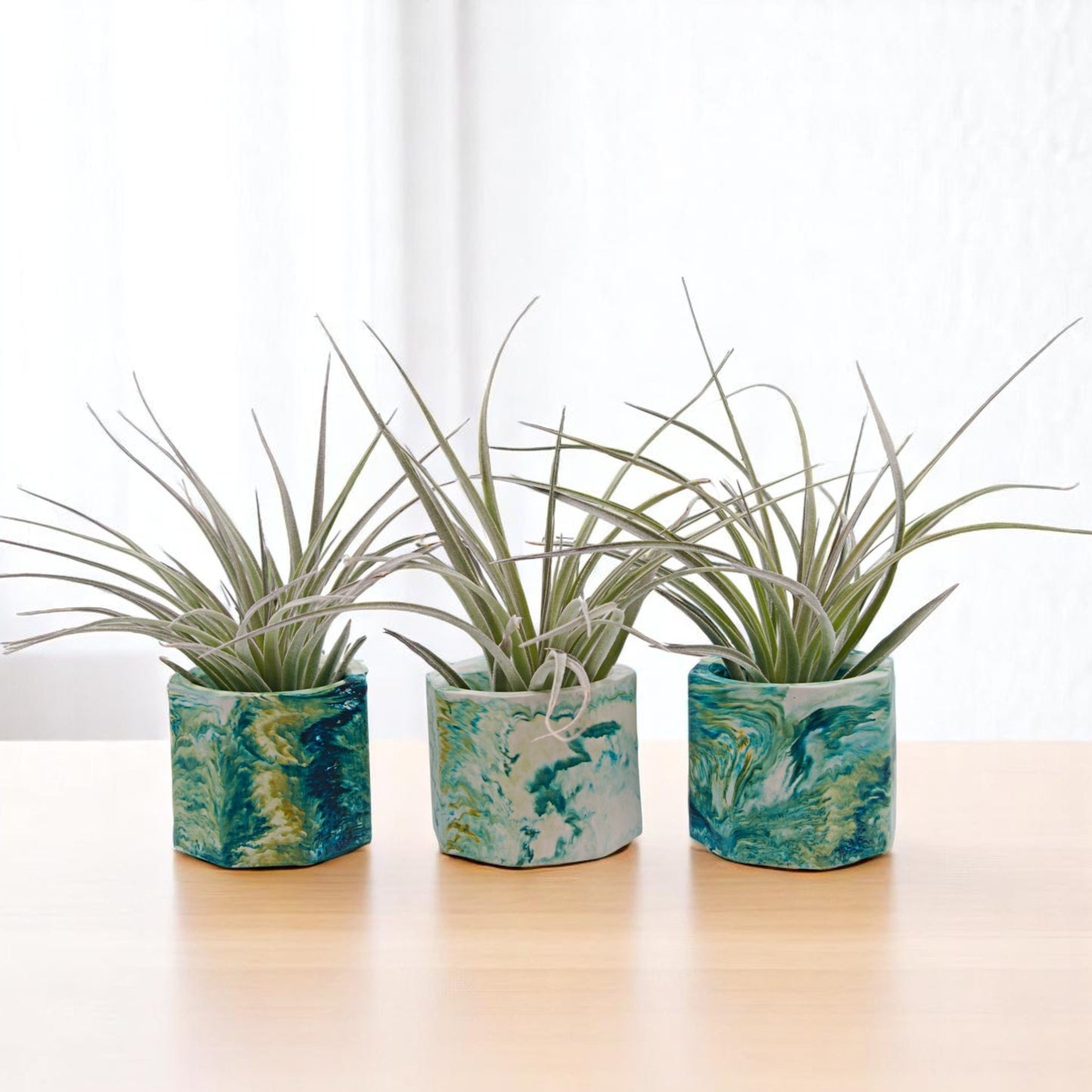 Tillandsia Houston Rose foncé Rouge Princesse