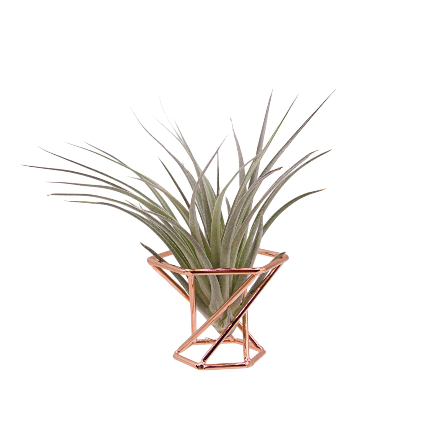 Hexagon Airplant Stand