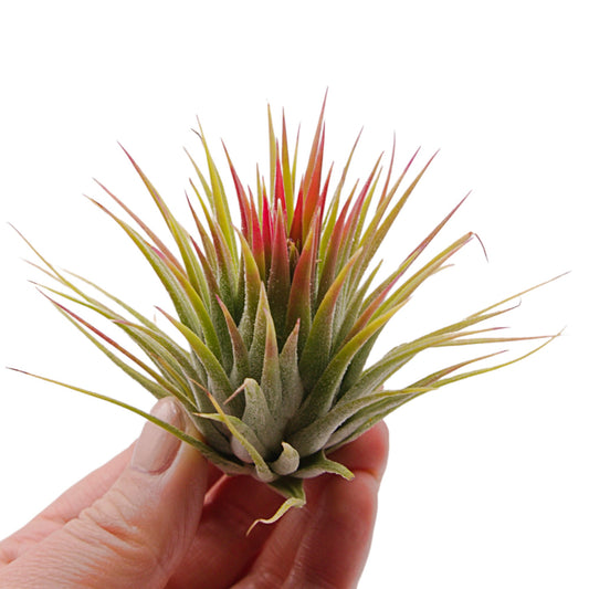 Tillandsia Ionantha Big Green