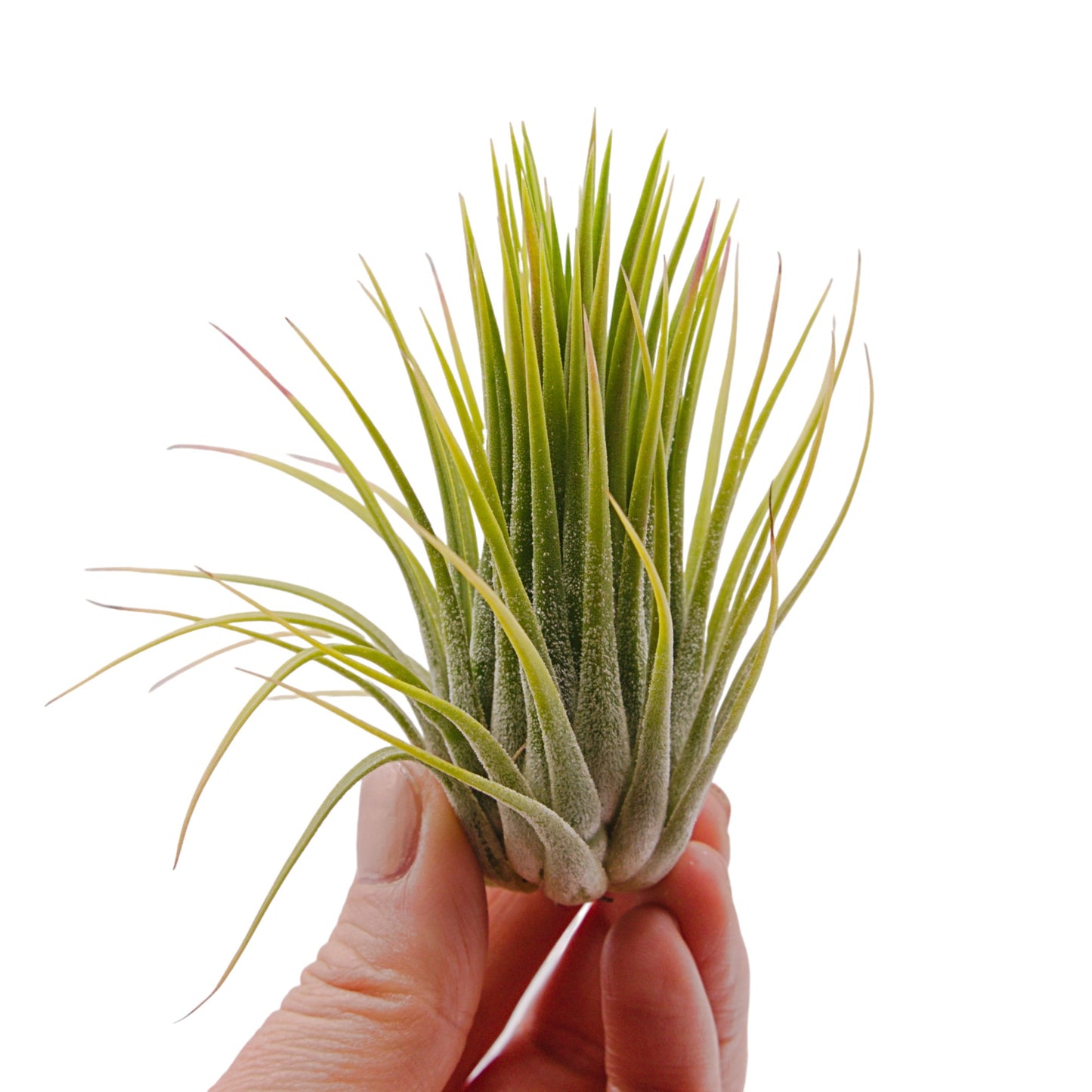 Tillandsia Ionantha Big Green