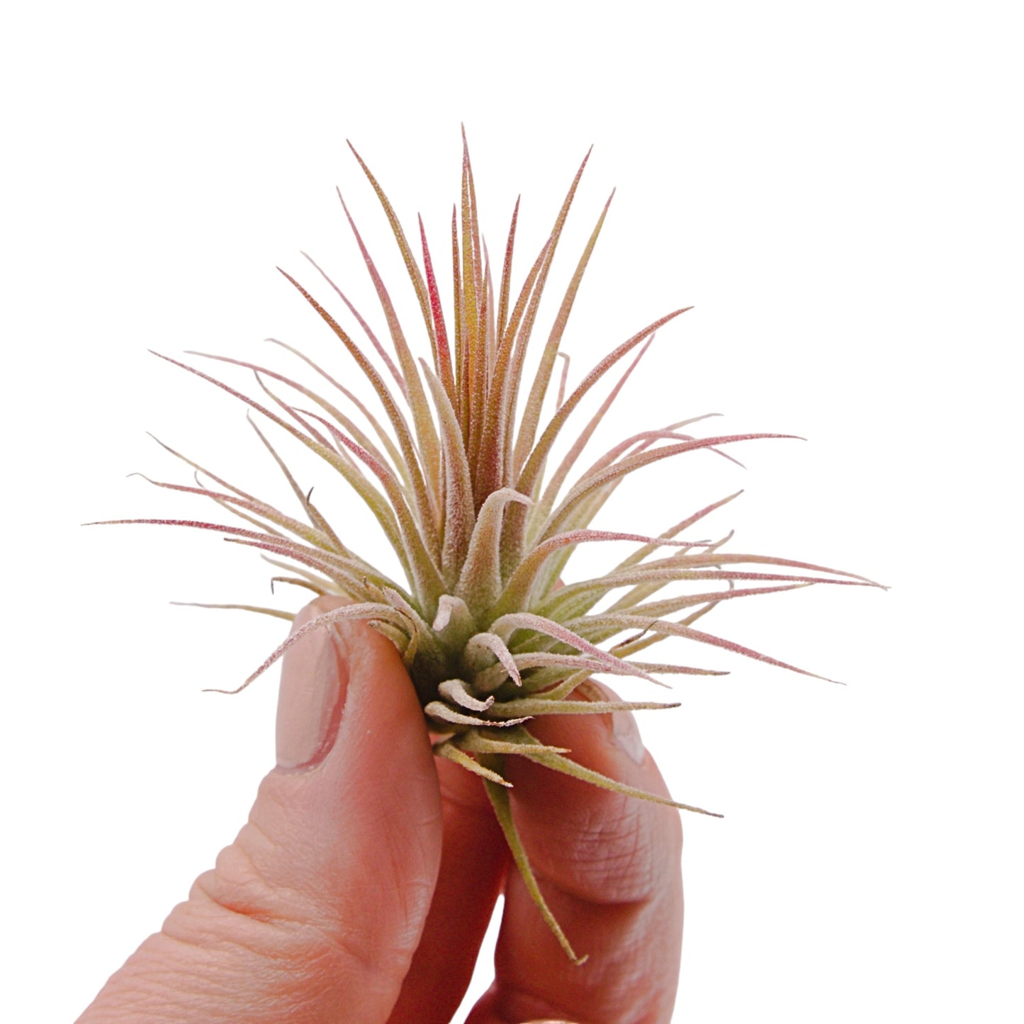 Tillandsia Ionantha Fuego