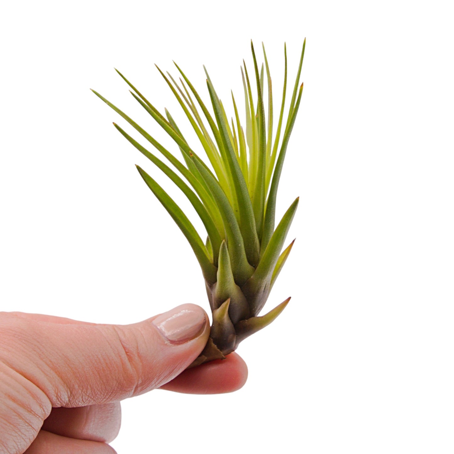 Tillandsia Tricolore Mélanocratère