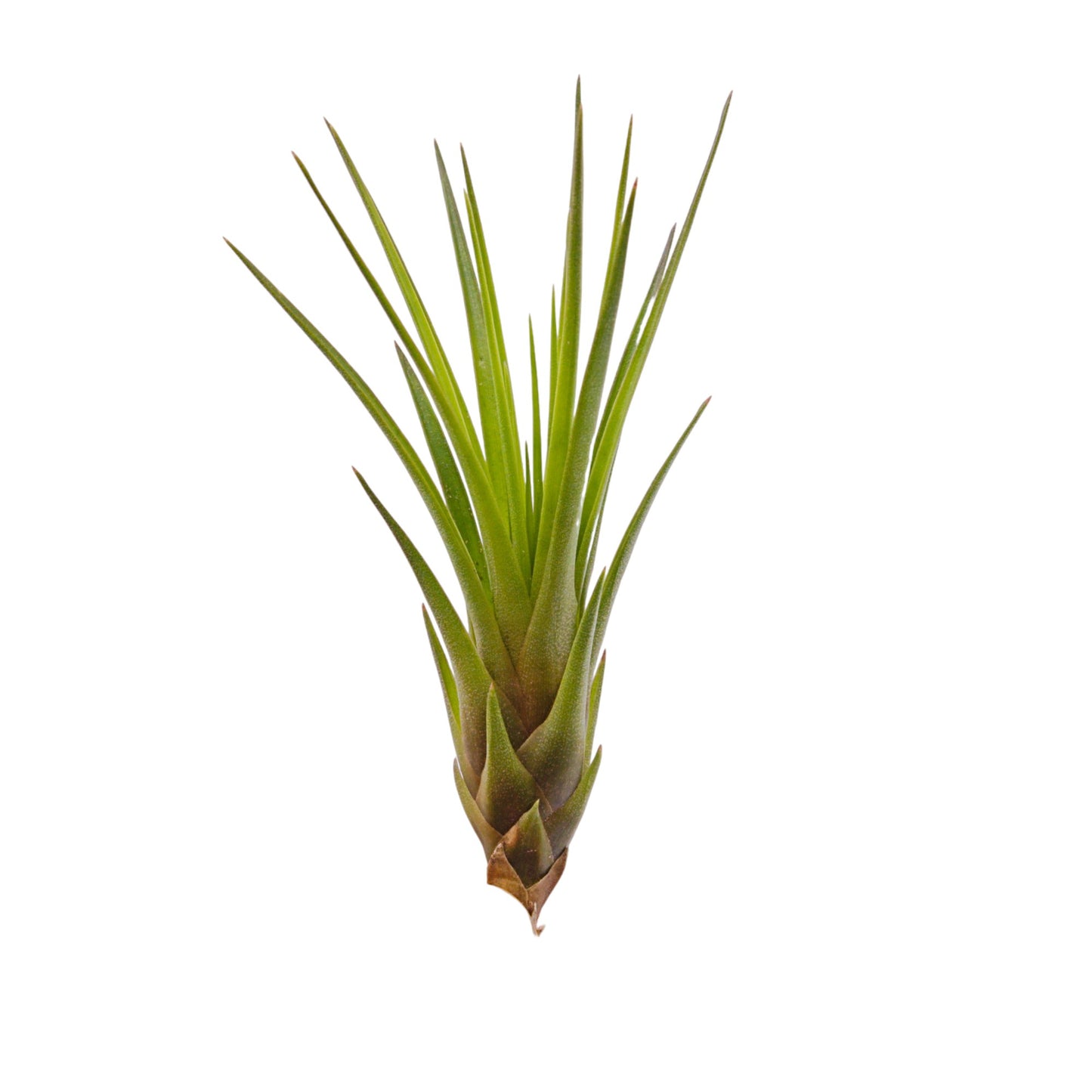 Tillandsia Tricolore Mélanocratère
