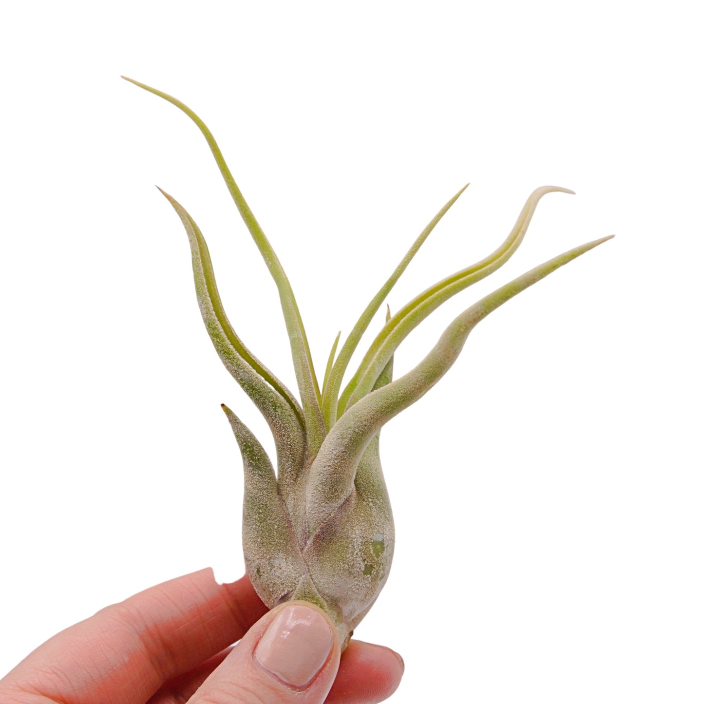 Tillandsia Caput Medusae - Rayures colorées