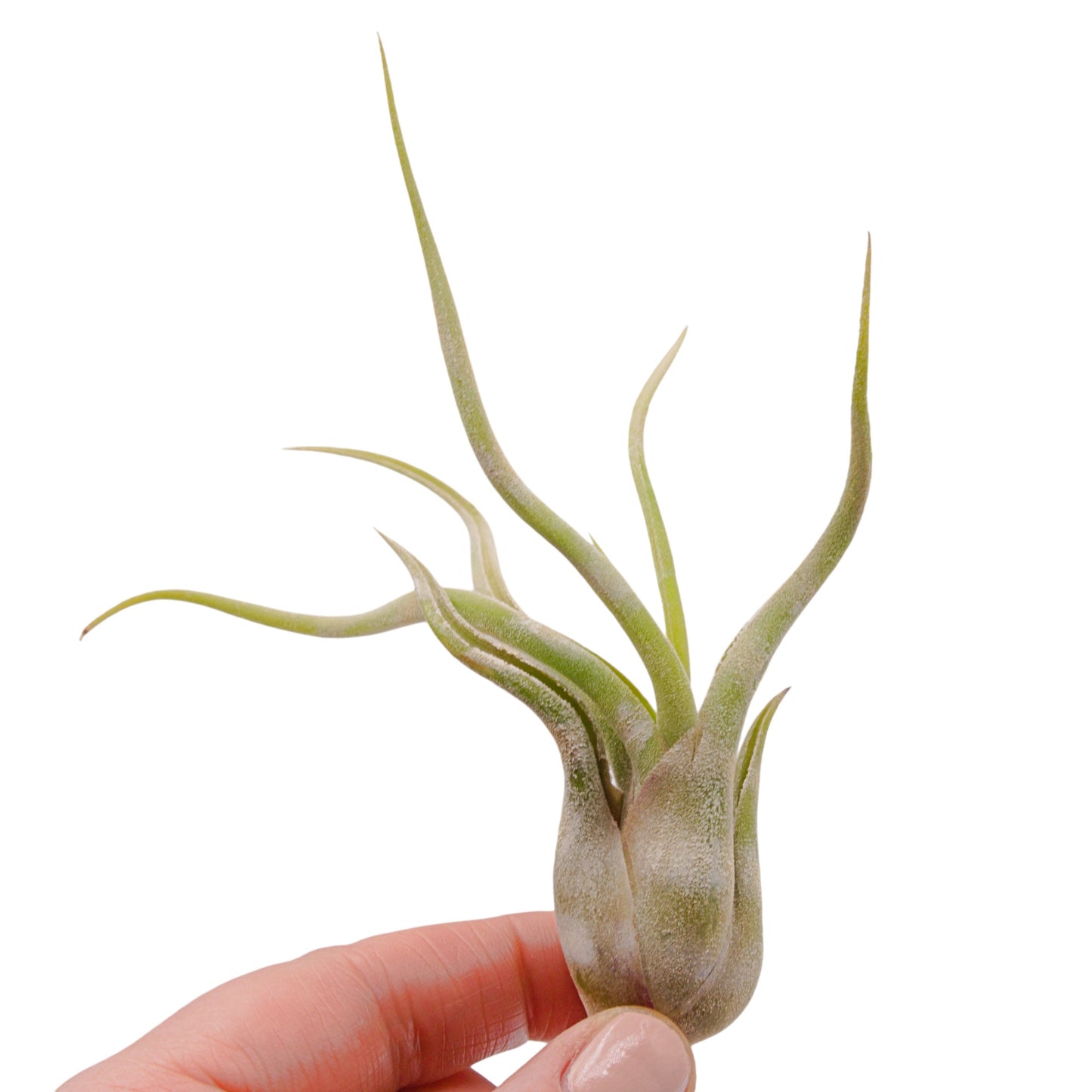 Tillandsia Caput Medusae - Rayures colorées