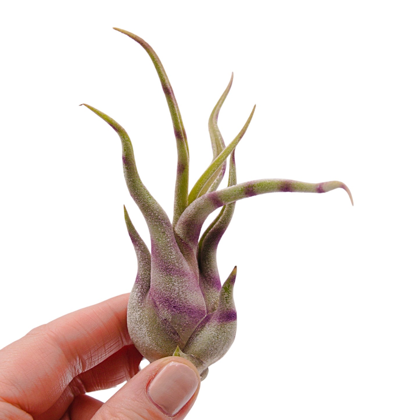 Tillandsia Caput Medusae - Rayures colorées