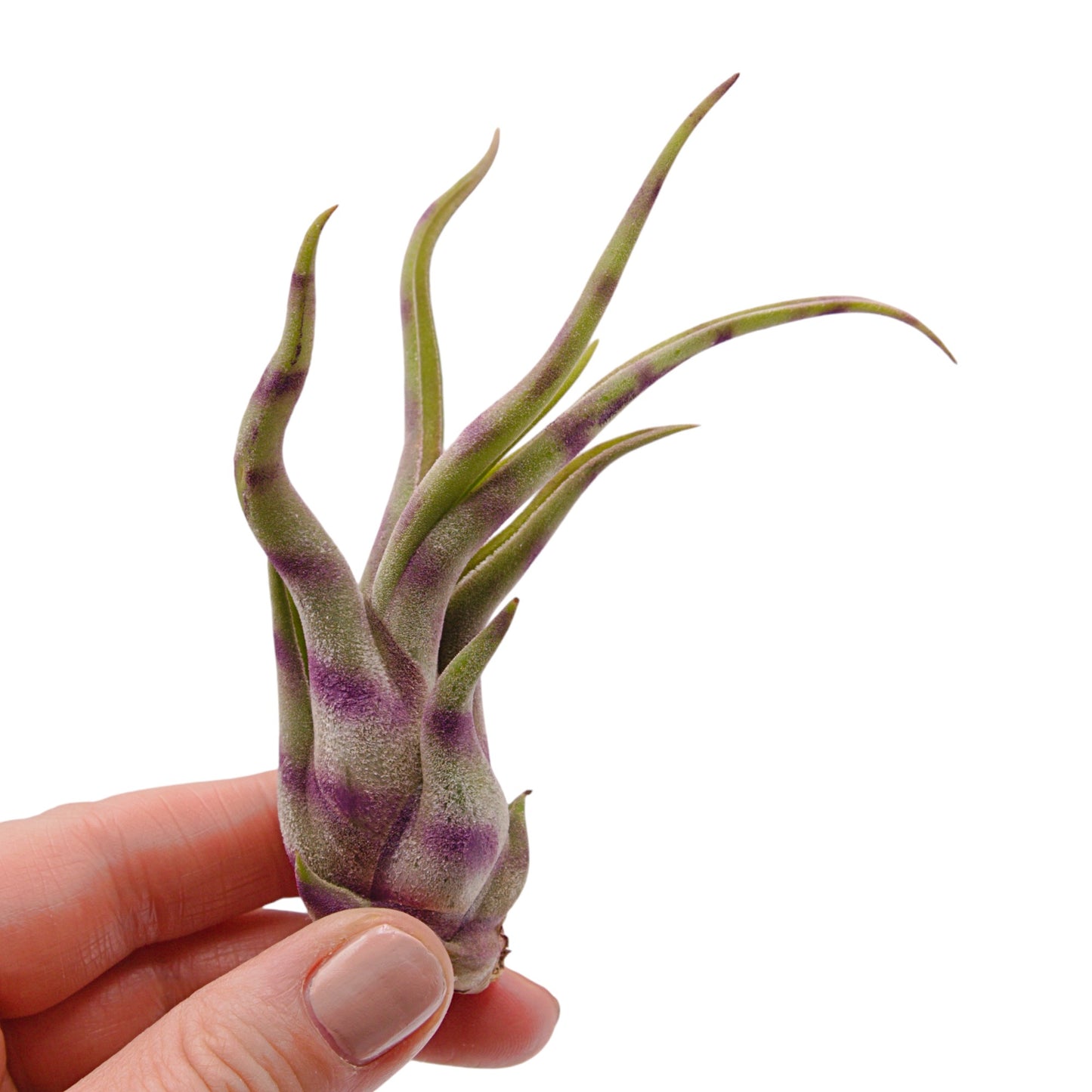striped air plant Tillandsia Caput Medusae
