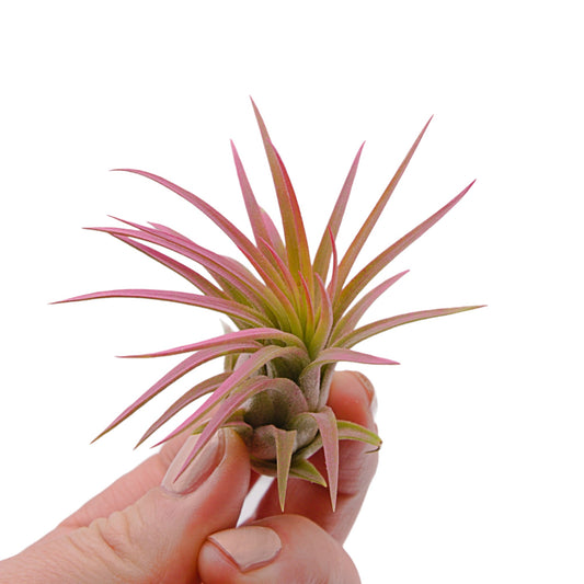 Tillandsia Ionantha Rubra Raspberry Enhanced